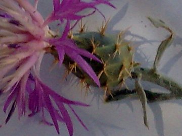 Centaurea aspera / Fiordaliso ispido